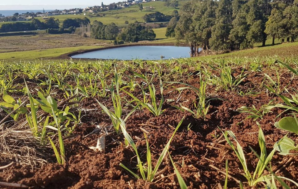 Now that we're well and truly into autumn, we reshare this multi-site trial in north-west Tassie where seasonal cover crops were used to protect bare fallow autumn &amp; winter soils from erosion.
Read the results in this case study:
bit.ly/41N6ky6
<a href="/SoilWealth/">SoilWealth</a> <a href="/VegNET_Tas/">VegNET Tasmania</a>