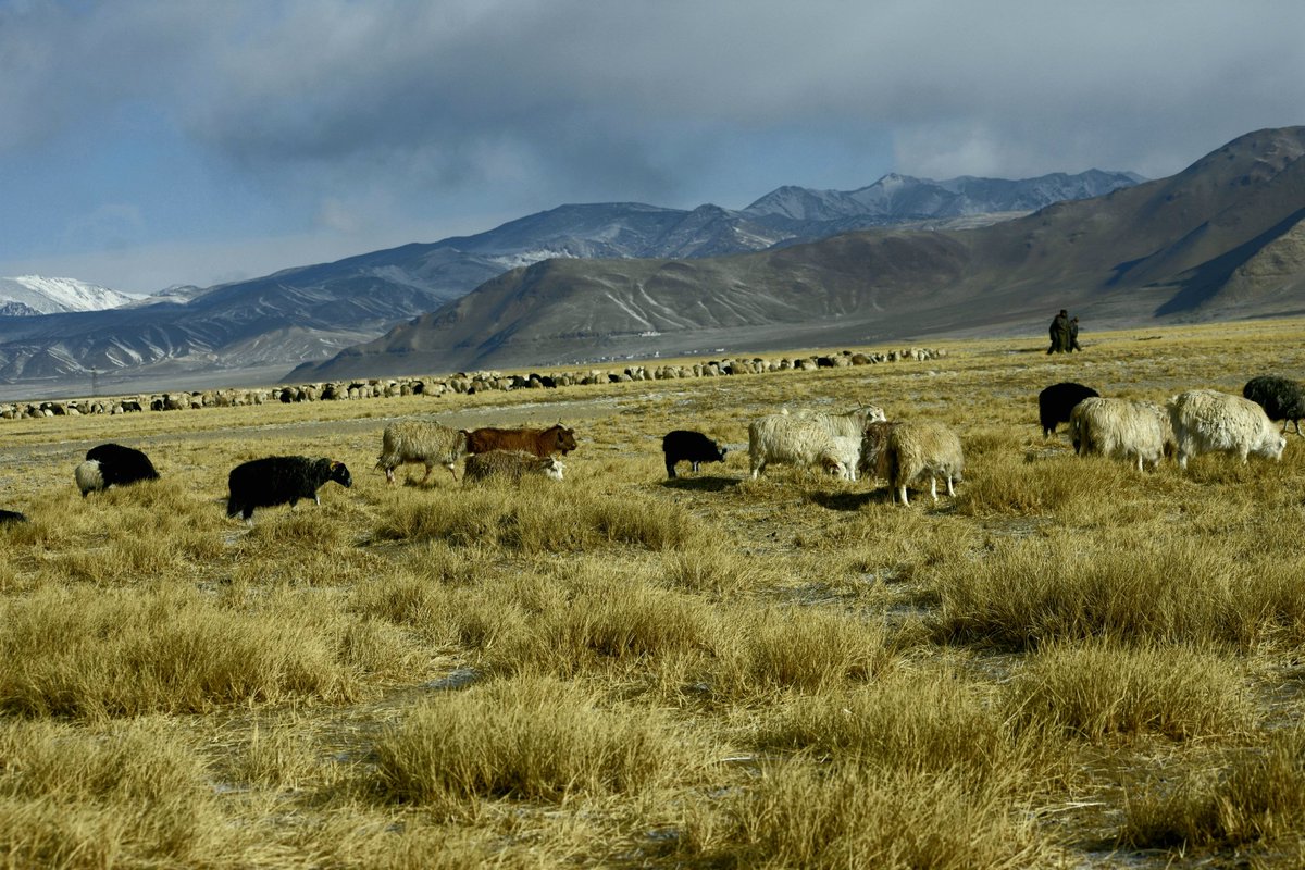 lobzangncf's tweet photo. Spring season of changthang  Ladakh! https://t.co/KY9efWzSDd