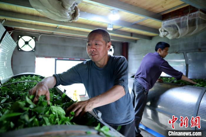 DiarioPovo's tweet photo. Nos últimos dias, a plantação de #chá branco Tianyun na vila de #Longxia, cidade de Nanping, província de #Fujian, leste da China, deu início ao período de colheita. A base de chá branco Tianyun abrange uma área de mais de 13 hectares. https://t.co/M5zJzPQG6q