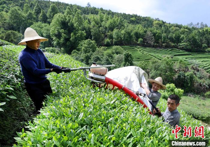 DiarioPovo's tweet photo. Nos últimos dias, a plantação de #chá branco Tianyun na vila de #Longxia, cidade de Nanping, província de #Fujian, leste da China, deu início ao período de colheita. A base de chá branco Tianyun abrange uma área de mais de 13 hectares. https://t.co/M5zJzPQG6q
