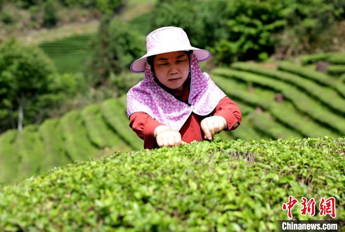 DiarioPovo's tweet photo. Nos últimos dias, a plantação de #chá branco Tianyun na vila de #Longxia, cidade de Nanping, província de #Fujian, leste da China, deu início ao período de colheita. A base de chá branco Tianyun abrange uma área de mais de 13 hectares. https://t.co/M5zJzPQG6q