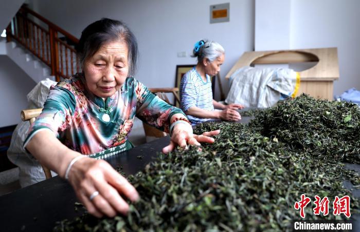 DiarioPovo's tweet photo. Nos últimos dias, a plantação de #chá branco Tianyun na vila de #Longxia, cidade de Nanping, província de #Fujian, leste da China, deu início ao período de colheita. A base de chá branco Tianyun abrange uma área de mais de 13 hectares. https://t.co/M5zJzPQG6q