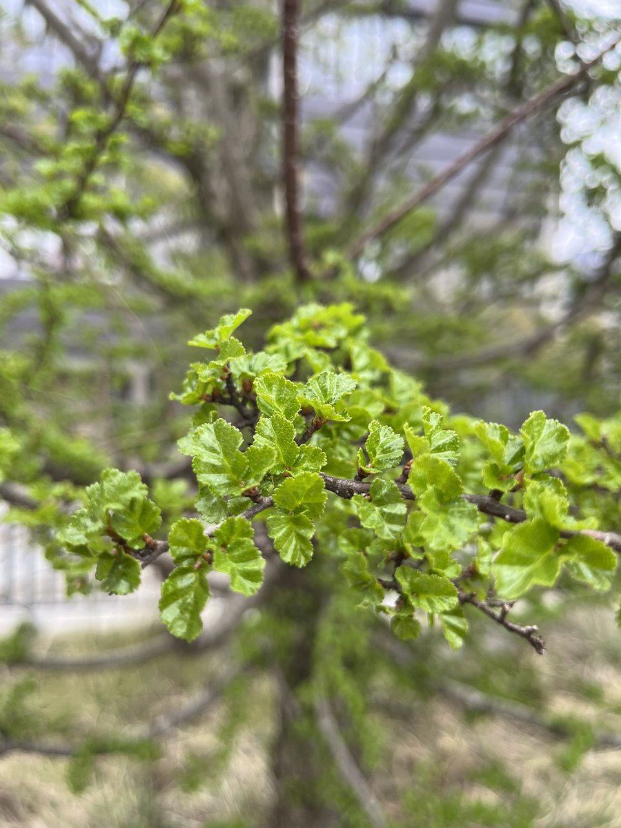 Louise Isager Ahl tweet media