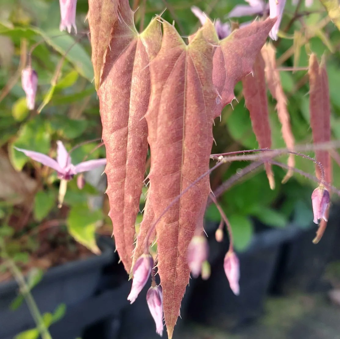 Epimedium fargesii 'Pink Constellation'

#epimedium #epimediumfargesii #epimediumfargesiipinkconstellation #springflowers #woodlandgarden #plantsforshade #shadeplants #peatfree