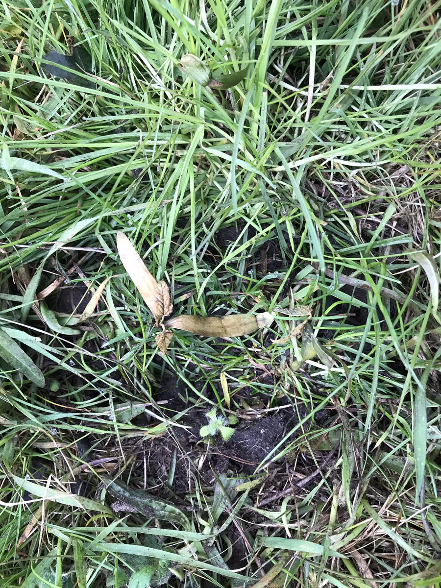 Sycamore seedlings controlled by Thrust herbicide at 3.5 litres/ha. See effect after just 4 days. Keep horses out for minimum 2 weeks. The weeds must have fully disappeared. <a href="/NufarmUK/">Nufarm UK & Ireland</a>