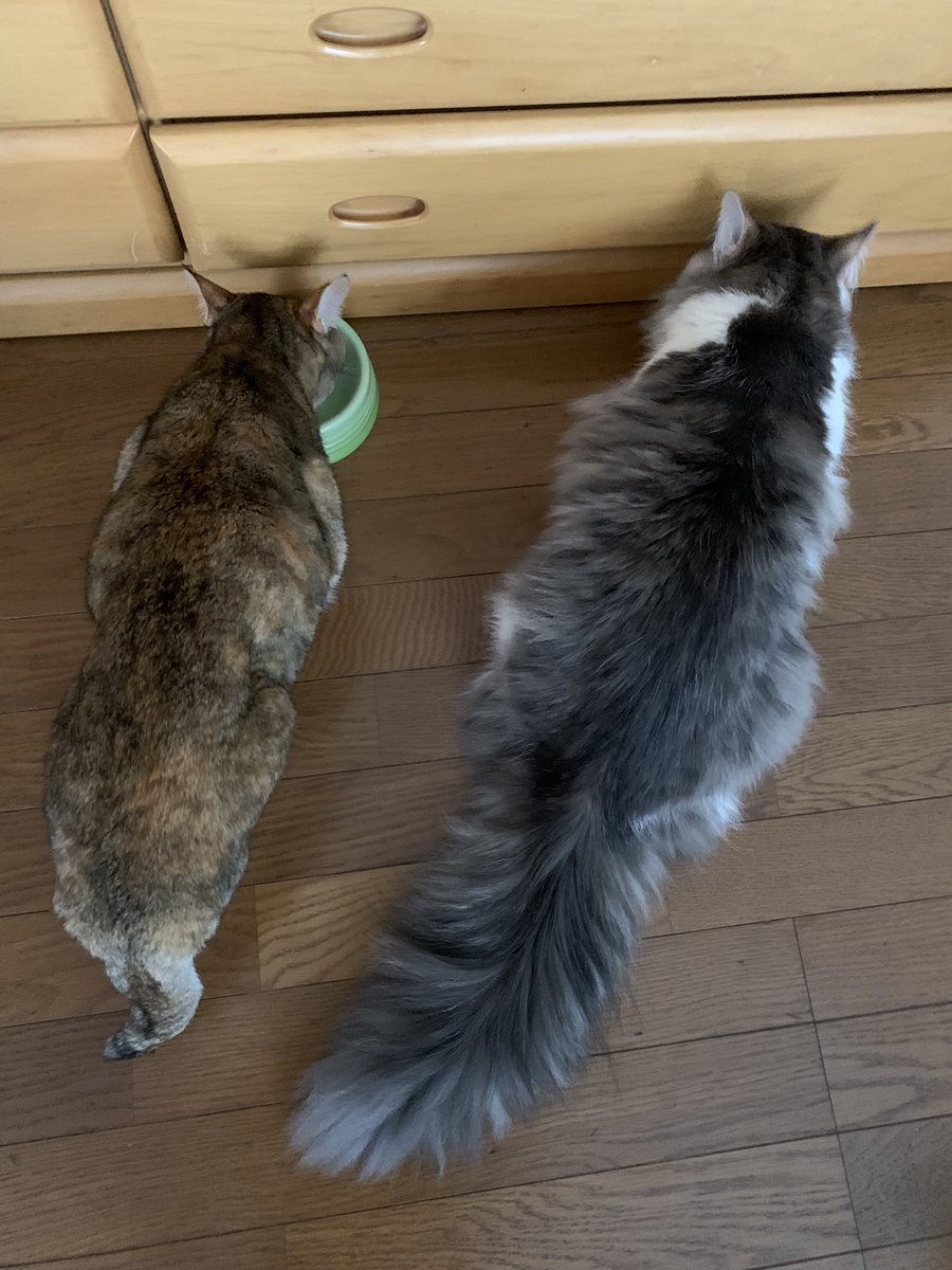 debelon's tweet photo. 育った育った

もう1匹は家庭内野良なので、なかなか揃いません😂 https://t.co/qoFnwMoLRA