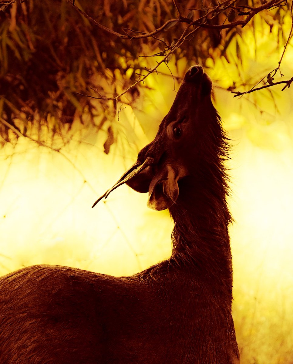 Reaching Out...

A Beautiful Sambhar Deer!

#sambhardeer #deer #wildlife #forest #nationalpark #wildlifeconservation #conservationmatters #ecosystem #ecosystemrestoration #biodiversity #wildlifematters #wildlifeonearth #wildlifephotography #earth #ourplanet #wildlifelove