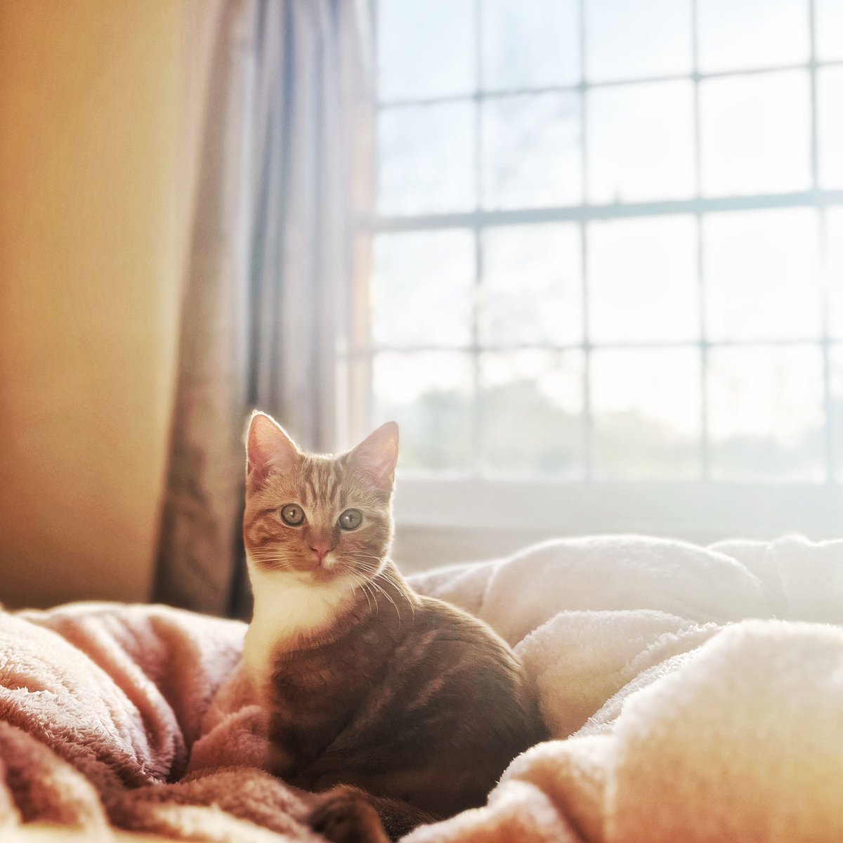 beeeze's tweet photo. Good morning!
#Maplemornings https://t.co/Opt5GX8QJ5