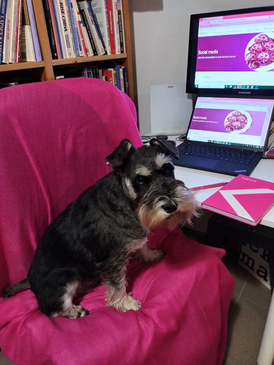 kalske's tweet photo. Hyvää koirapäivää! 🐾💗
Ota koira mukaan töihin #koiranpäivä'nä! #koiranpäivä2023
#Emminseikkailut #dogsoftelecom #dogsofsocialmedia https://t.co/FCVoweZRBl