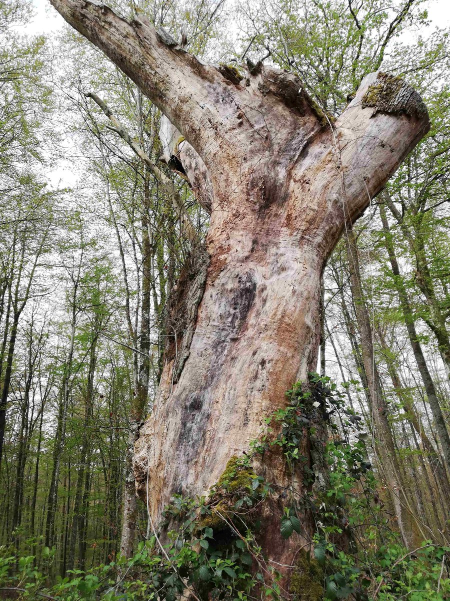 HSderSchreiber's tweet photo. Ein trauriger Anblick ist der Baumstumpf der #Kreuzeiche bei #Brombach. Er war mit einem Pilz, dem Leberreischling (Ochsenzunge) befallen. Die Eiche war 273 Jahre alt. https://t.co/99AuBiptCE