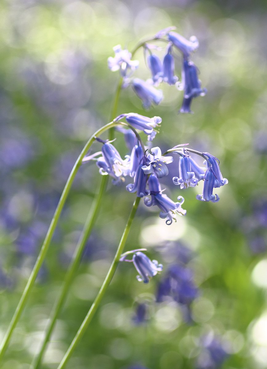 Gm and a Happy new week with some bluebells magic!
✨✨💐

#nature #NaturePhotography #light #spring #flora #floralphotography #botanical #bokeh #wildlifephotography