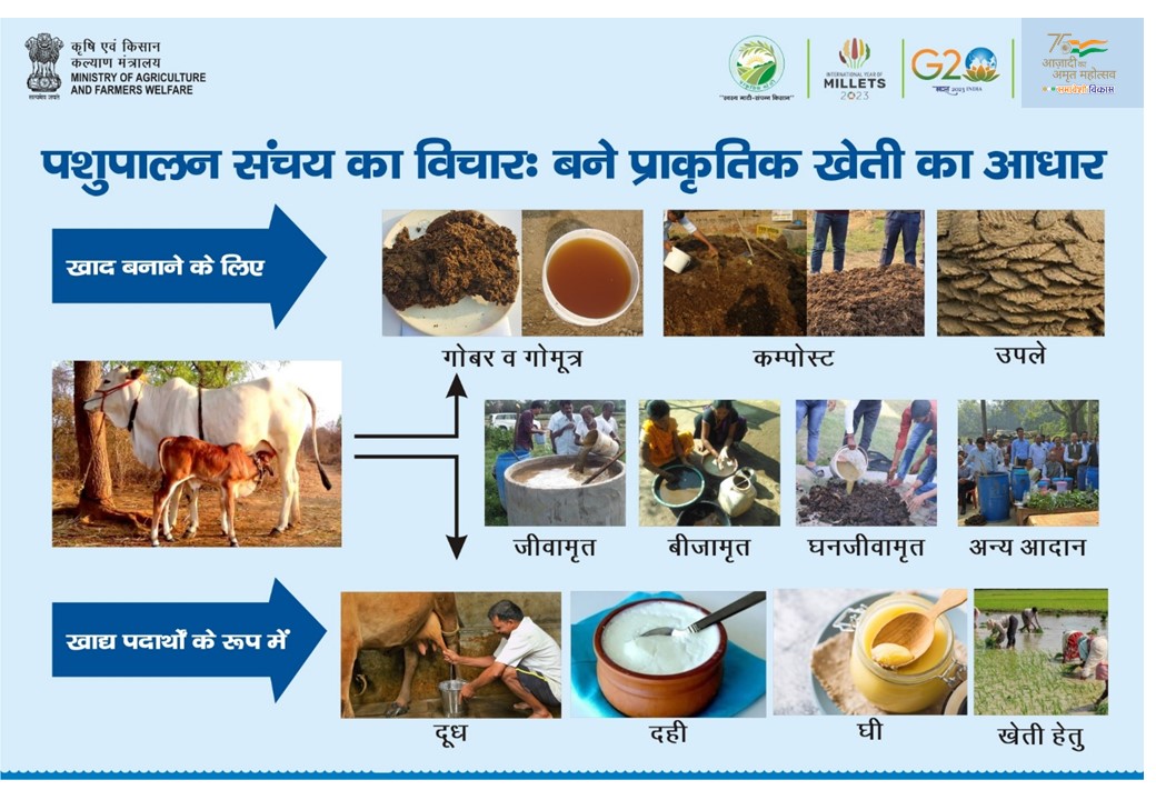 Natural Farming Mission (@nfmission) on Twitter photo #प्राकृतिककृषि देशी गाय और स्थानीय रूप से उपलब्ध संसाधनों पर आधारित रसायन-मुक्त कृषि का एक तरीका है, जिसमें किसी भी प्रकार की रासायनिक उर्वरक और कीटनाशक शामिल नहीं है और जो भारतीय परंपरा में निहित है।
#SamaveshiVikaas #InclusiveDevelopment
<a href="/PMOIndia/">PMO India</a>
<a href="/MoRD_GoI/">Ministry of Rural Development, Government of India</a>
<a href="/AgriGoI/">Agriculture INDIA</a> #प्राकृतिककृषि देशी गाय और स्थानीय रूप से उपलब्ध संसाधनों पर आधारित रसायन-मुक्त कृषि का एक तरीका है, जिसमें किसी भी प्रकार की रासायनिक उर्वरक और कीटनाशक शामिल नहीं है और जो भारतीय परंपरा में निहित है।
#SamaveshiVikaas #InclusiveDevelopment
<a href="/PMOIndia/">PMO India</a>
<a href="/MoRD_GoI/">Ministry of Rural Development, Government of India</a>
<a href="/AgriGoI/">Agriculture INDIA</a>