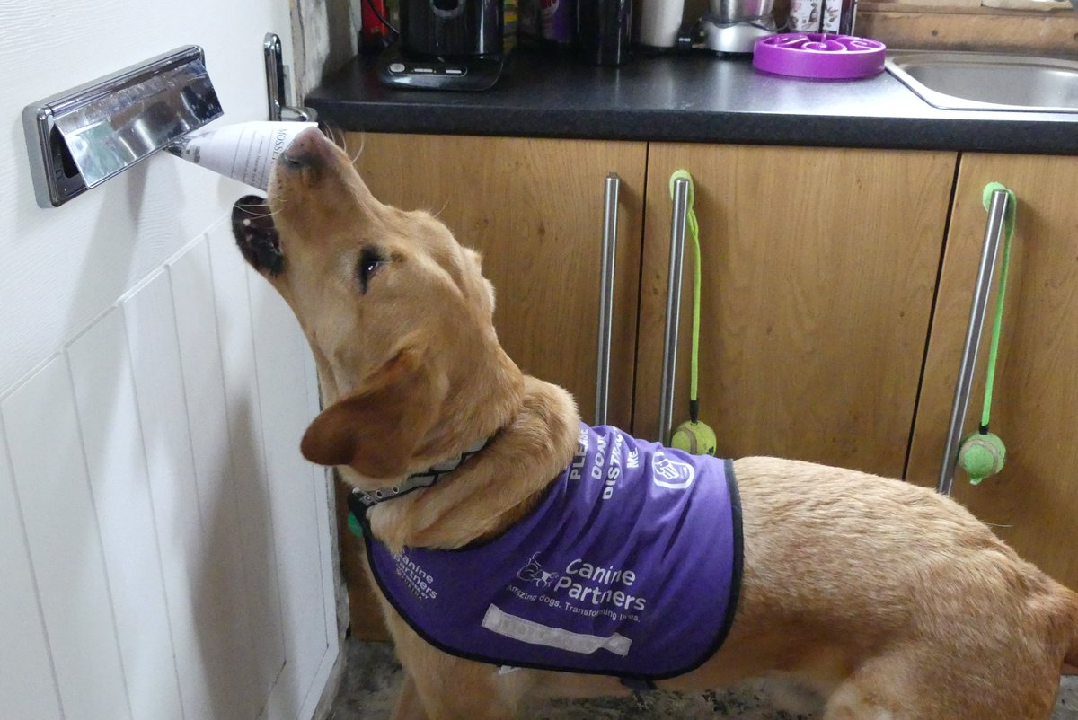 Meeting Vinnie the amazing assistance dog on <a href="/BBC_Cumbria/">BBC Cumbria</a>. He does all sorts for Sue Holmes including pulling dislocated joints back into place! Sue's Ulverston parents have spent years making this 1700s detail-perfect dolls house to raise funds for more <a href="/canine_partners/">Canine Partners</a> like him