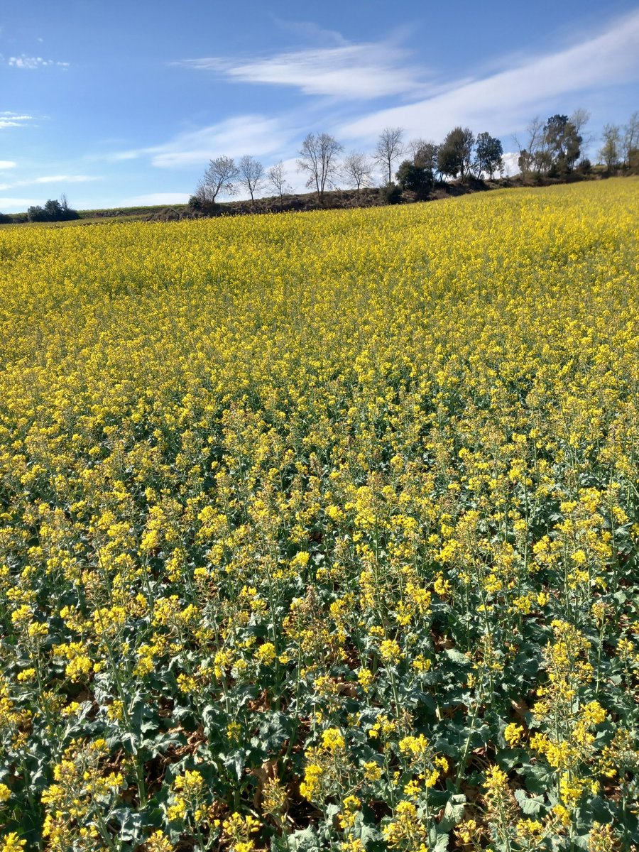 RAP - República Activa De Prats de Lluçanès tweet media