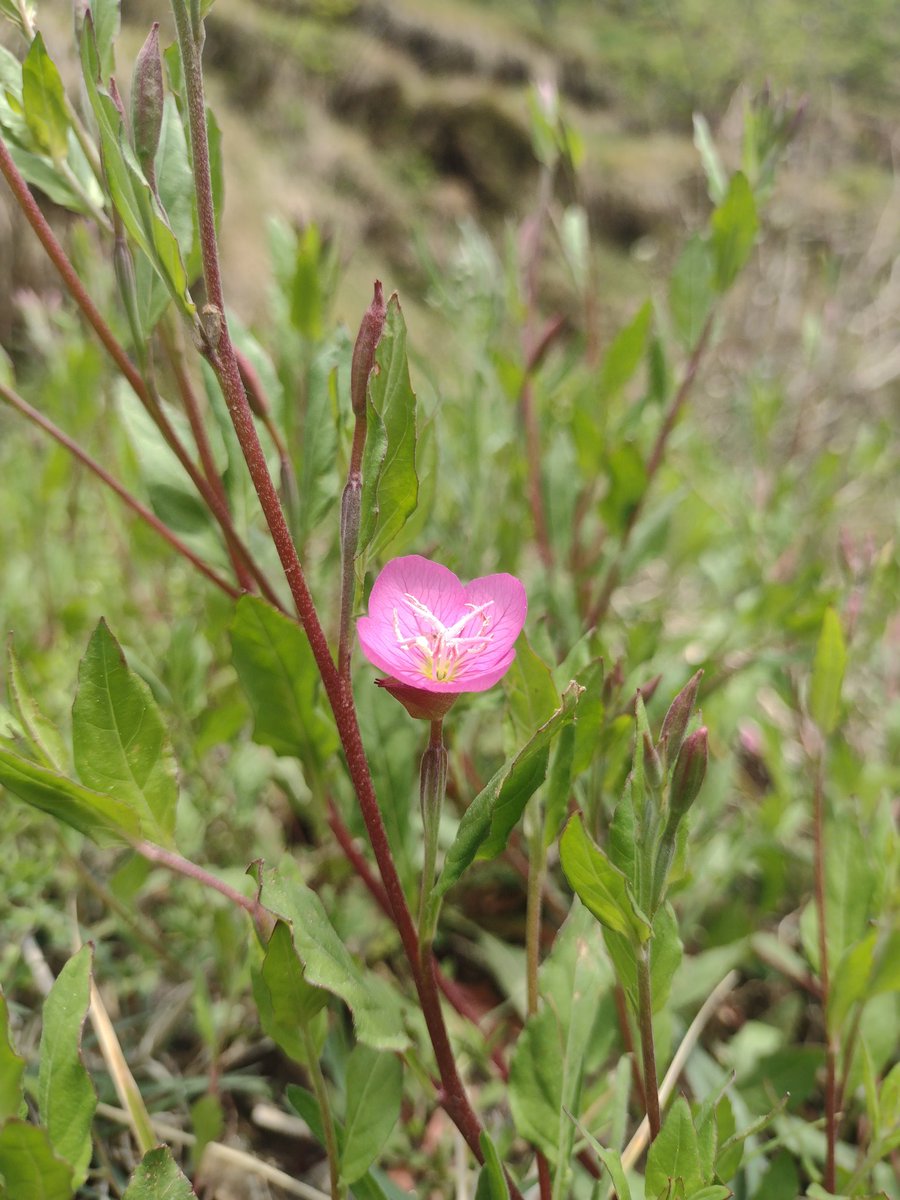palvi_ranjha's tweet photo. Beyond its beauty, the pink evening primrose is also offers a range of medical benefits! 🌸💊 From treating respiratory issues to digestive problems and skin disorders, this plant is a natural remedy worth exploring
#pinkeveningprimrose #naturalremedies #healthylifestyle https://t.co/Bop8enfiFy