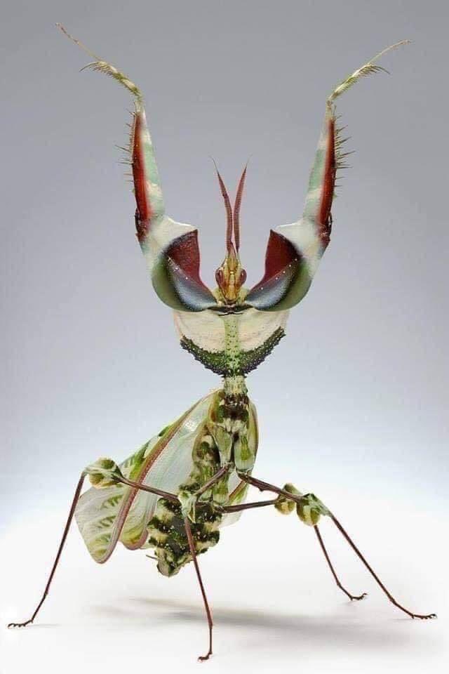 nauka_natura's tweet photo. Zatańcz ze mną ten ostatni raz… Dzień dobry 😁
#GiantDevilsFlowerMantis
#Modliszka
📸 Igor Siwanowic https://t.co/DTdif1h2f0