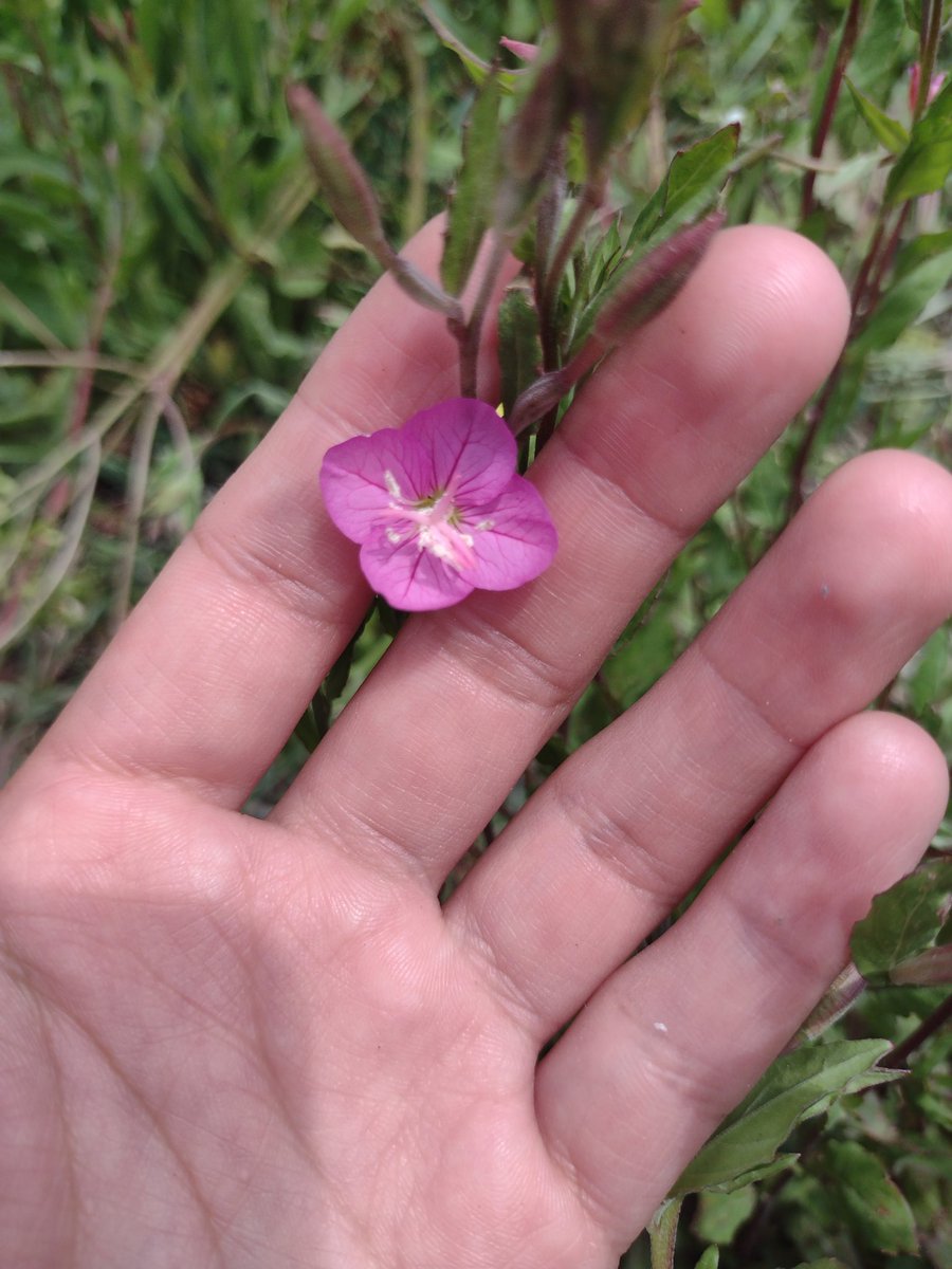 palvi_ranjha's tweet photo. Beyond its beauty, the pink evening primrose is also offers a range of medical benefits! 🌸💊 From treating respiratory issues to digestive problems and skin disorders, this plant is a natural remedy worth exploring
#pinkeveningprimrose #naturalremedies #healthylifestyle https://t.co/Bop8enfiFy