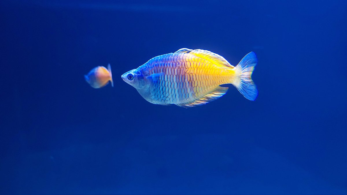 #Türkiye #Eskisehir #Sazova #SciencePark Within #Zoo #EtiUnderwaterWorld 
Rainbow Fish 🌈 (2023) 
#Aquarium #Fish #AquariumFish
#nature #photooftheday 
#photography #photo #travel #NaturePhotography #travelphoto