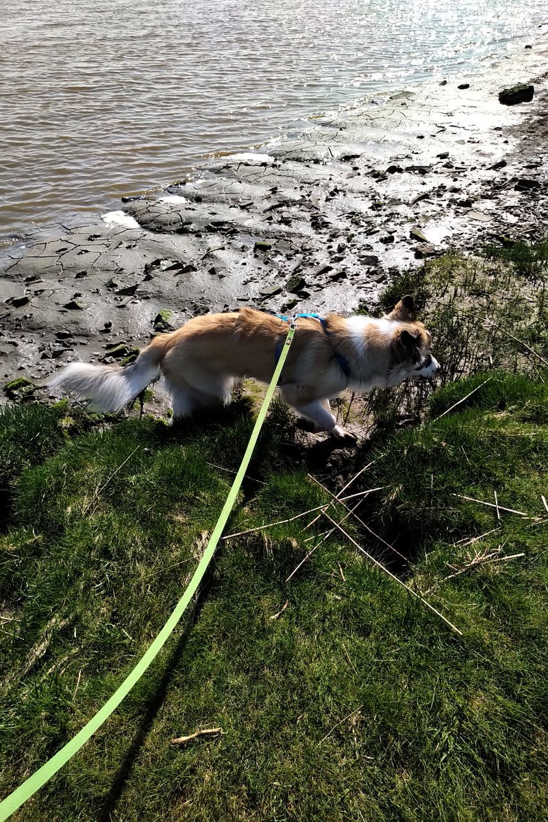 Guten Morgen #twitterrudel 

Ich hatte gestern zum ersten Mal die Füsse im Schlick und die Zunge im Brackwasser...

Bin jetzt ein Nordseefellband 🌊🐶🐾
