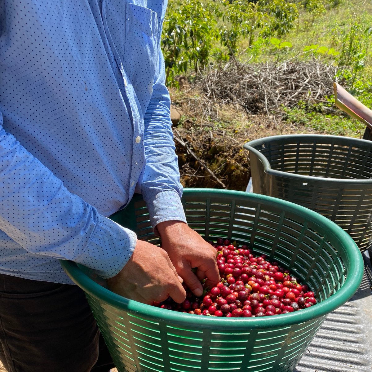 PlantingCostaRi's tweet photo. GOODBYE HARVEST - The 2023 harvest is over!! But our work has begun. 😊 Thanks to all the producers who every year do a really hard and wonderful job. We can't wait to bring you the best batches of coffee!!! https://t.co/edRz6DnTUK