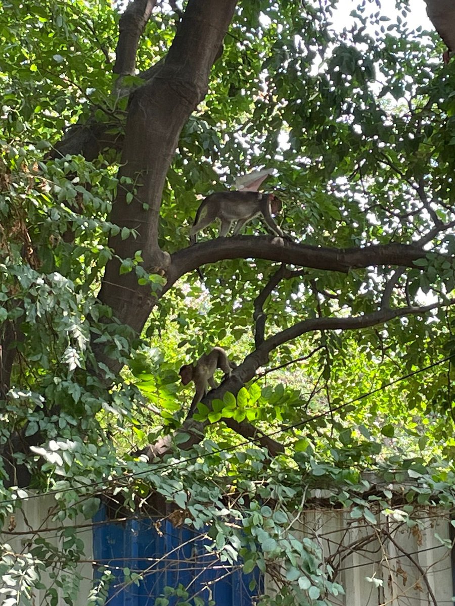 AareyMilk's tweet photo. Since 1950 we are located here. We haven’t seen these many monkeys roaming and creating ruckus on residential properties. Destroying the rooftops and plants and terrorising the members staying around. Although complained to the forest department no actions have been taken. https://t.co/KlJxezp5v3