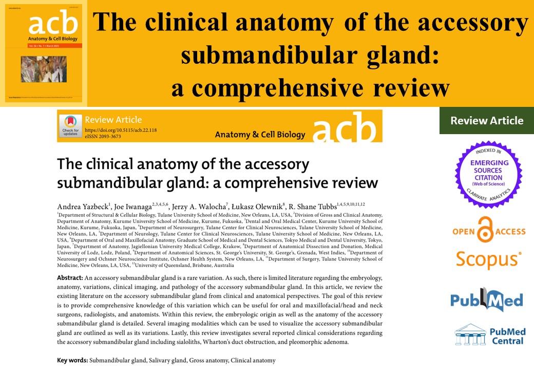 AcbjournalO's tweet photo. The clinical anatomy of the accessory submandibular gland: a comprehensive review

https://t.co/SpYtCDXpqj
Anat Cell Biol 2023; 56(1): 9-15

#대한해부학회 #AnatomyCellBiology
#GrossAnatomy #ClinicalAnatomy #SubmandibularGland #SalivaryGland https://t.co/5RatgTy1Ti