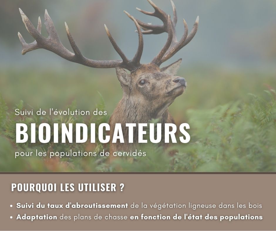 Différents indicateurs sont relevés chaque année pour suivre l'évolution des populations de cervidés (Indices de consommation ...). Ces bioindicateurs permettent d'adapter au mieux les plans de chasse en fonction de l'état des populations. 📝🌳🦌

<a href="/LPOFrance/">LPO France</a> <a href="/cen_normandie/">CEN Normandie</a>