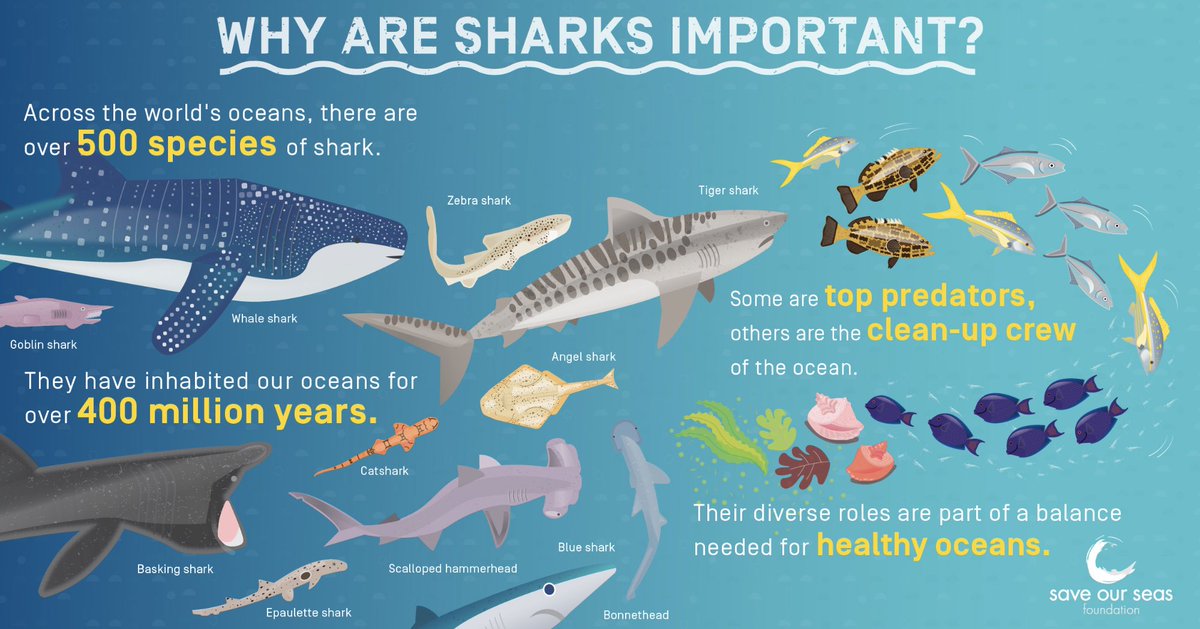 sharkcentre's tweet photo. Did you know that #sharks play a crucial role in maintaining the health of the #ocean? 🦈 https://t.co/mgZaMFmExv