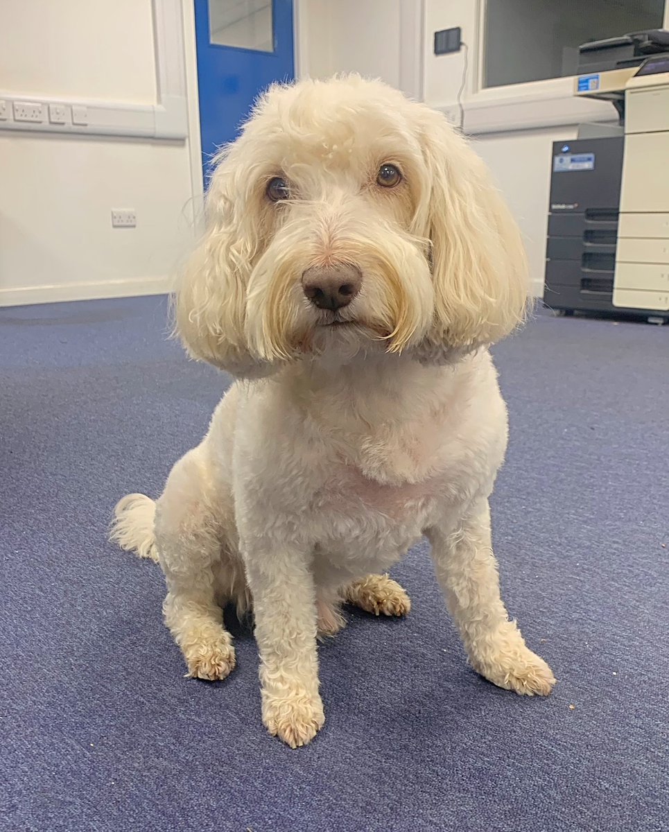 AlphaRailLtd's tweet photo. Charlie got his second cut of the year ready for the warmer weather😎🐶💗 https://t.co/p0itRYKcTi
