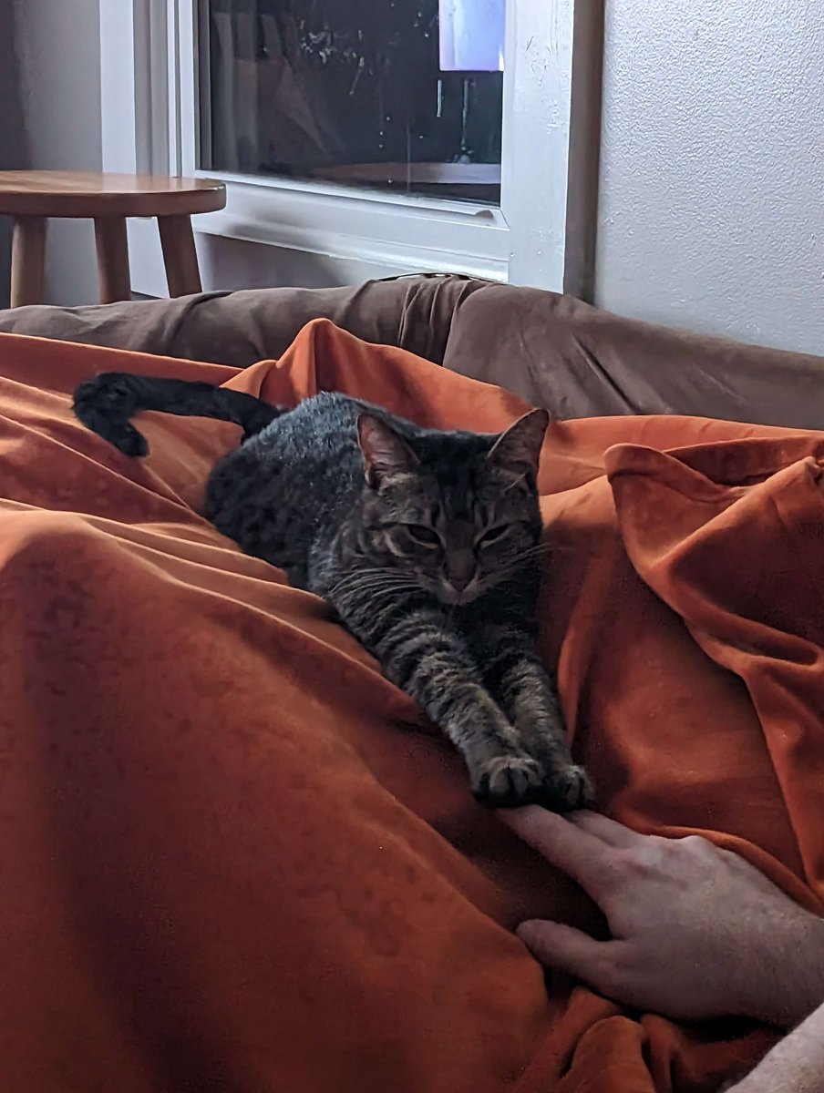 Ziporakat's tweet photo. To the people who think cats don’t show affection, we were gone for five days and our newest cat reacted this way when we got home #LifeAsMe #CatPeople https://t.co/PCPHMPAqT0