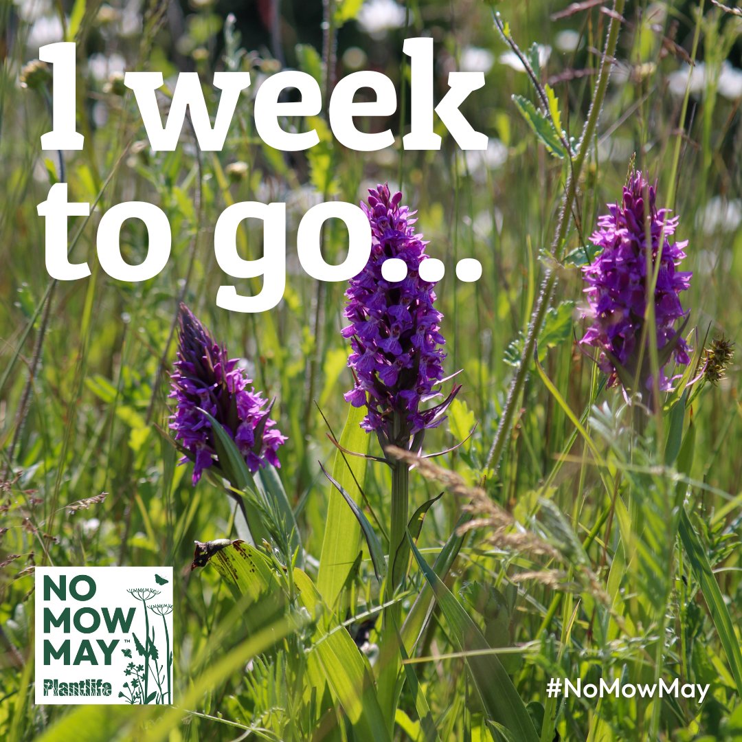 Join the movement and liberate your lawn! 

Only 1 week until the start of Plantlife’s #NoMowMay. 

Let wild plants get a head start on summer!🌱 

Have you signed up to take part in #NoMowMay yet? 

Join the movement here
👉 bit.ly/3UWii6B