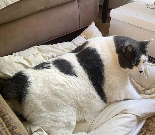 Fazo_tv's tweet photo. AQSHda dunyodagi eng semiz mushuklardan biri qutqarib qolindi. Uning vazni 18 kilo😱😱😱

Batafsil👉 https://t.co/Tjr3CIaZwO

#fazotv #aqsh #usa #dunyo #world #kitten #cat #cats #mushuklar #mushuk #Wow https://t.co/KdNl8MexN1
