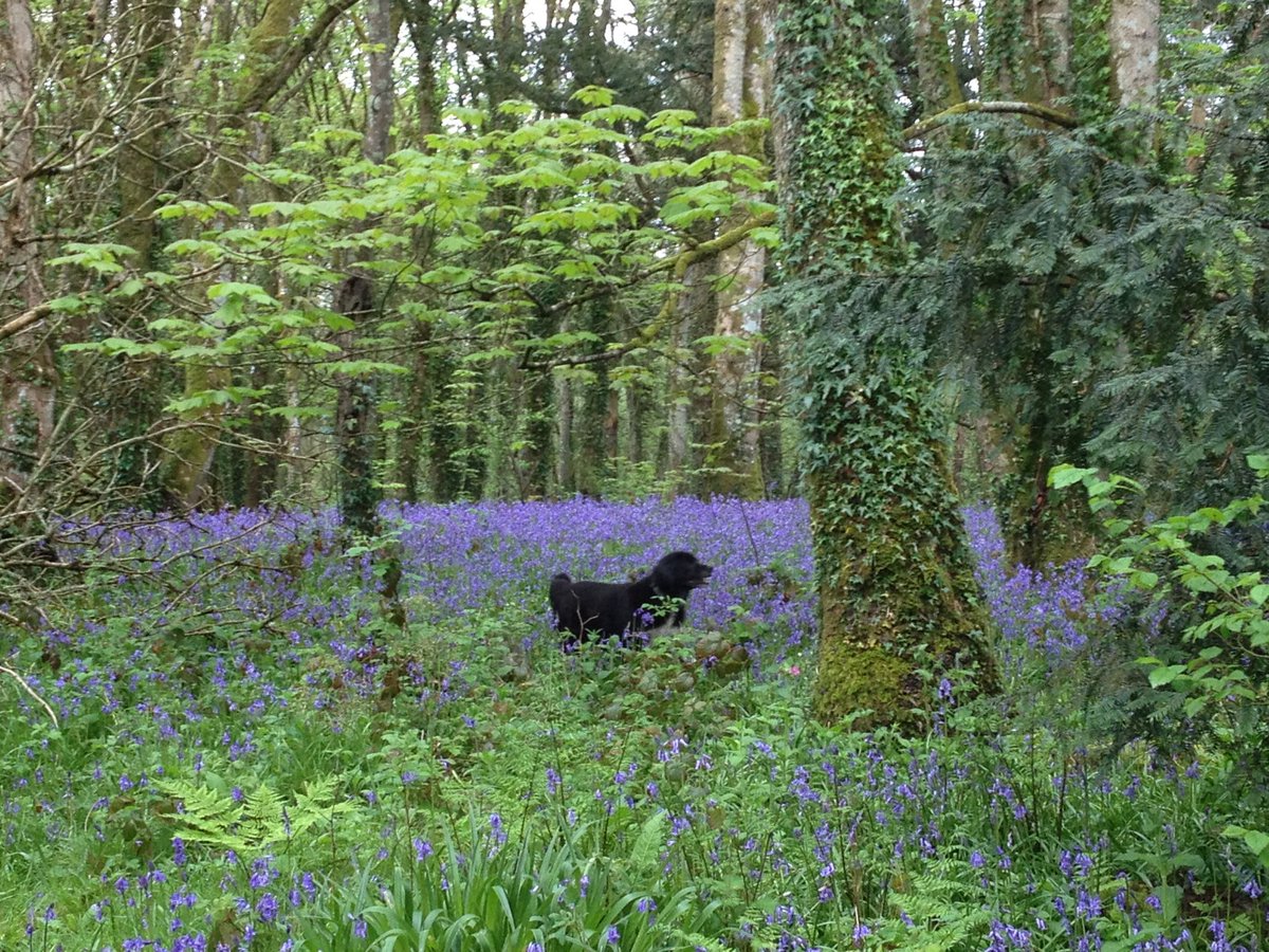 nine years ago, running through the forest over carpets of bluebells,
my dog Jack
miss him every day 
#memories #dogs #nature #spring #Naturephography