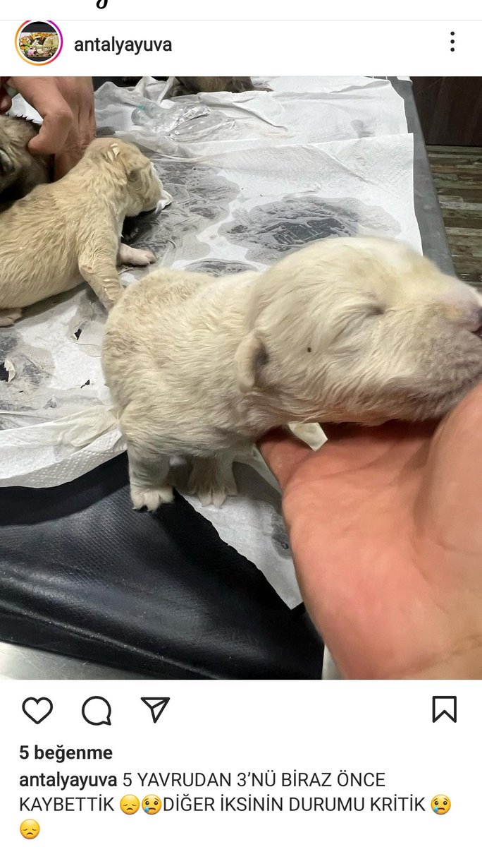 Antalya'da Goltaş beton firma kamyonu tarafından uzerlerine beton dökülen bebeklerin 3ü malesef ölmüş 😔 kına yaksınlar!