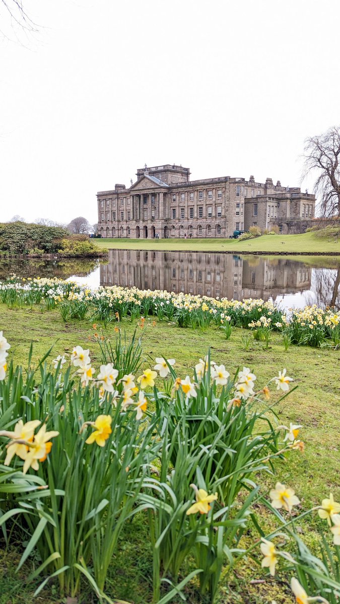 The daffodils are still in bloom at Lyme Park (Cheshire, England) 🌼
.
<a href="/nationaltrust/">National Trust</a>