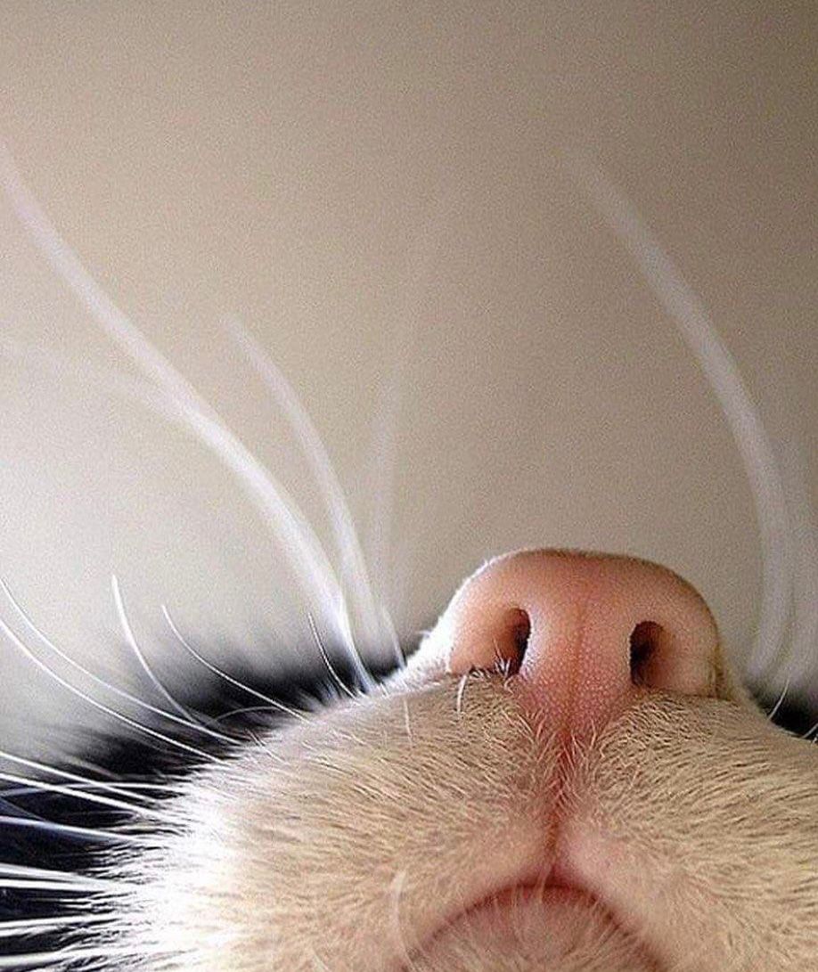 İyi haftalar! 🐶🐱❤️

#PetShopio #PTSHP