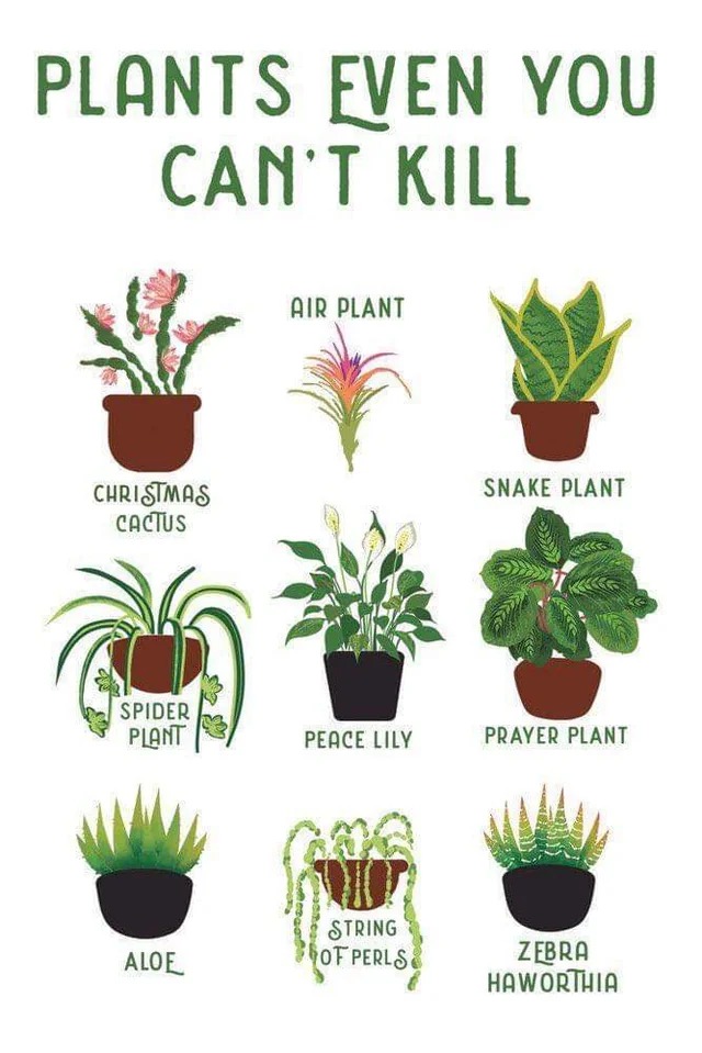 lalitapathik's tweet photo. I’m pretty convinced about it...
https://t.co/G0mntcuCoj

#plants #himachaltourpackages #nature #travel #planman https://t.co/kHl2CQxG0N