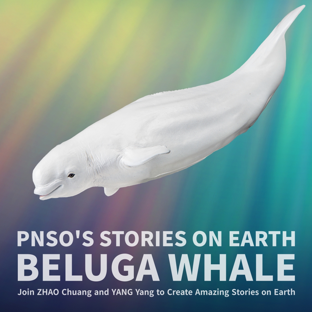 PNSO on Twitter: "The beluga whale is among the most popular in many
