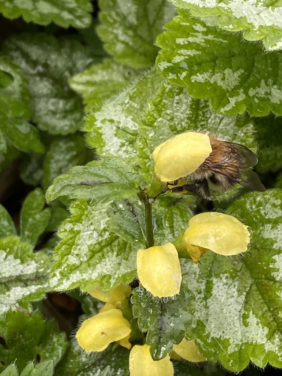 BlueskyJanh1's tweet photo. Beautiful bed of yellow archangel with appreciative, if damp, bumble bee 😊💚
#Parkmill #Gower #wildflowers https://t.co/82lH2iPGWZ