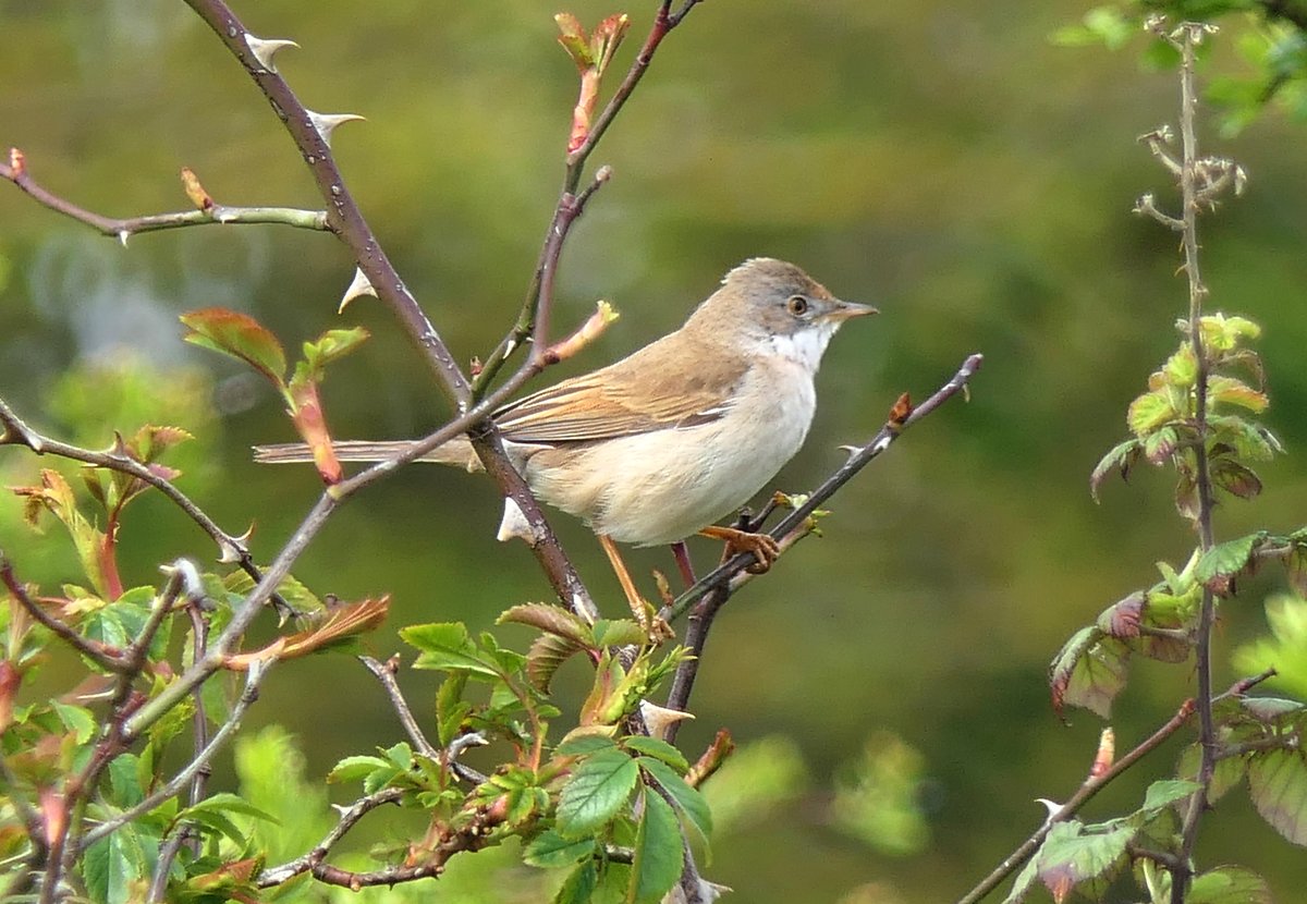 micwood281's tweet photo. @EssexWildlife These were taken at Gunners Pk, a Cetti's Warbler and Whitehroat, also seen a couple of swallows. https://t.co/FujW04aCTd