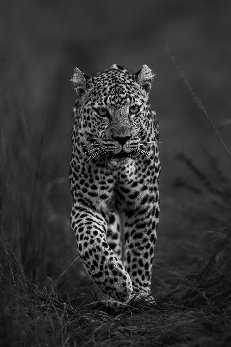 Wild walk! 
#leopard #maratrails @Wildlife_NFTs @theburrownft