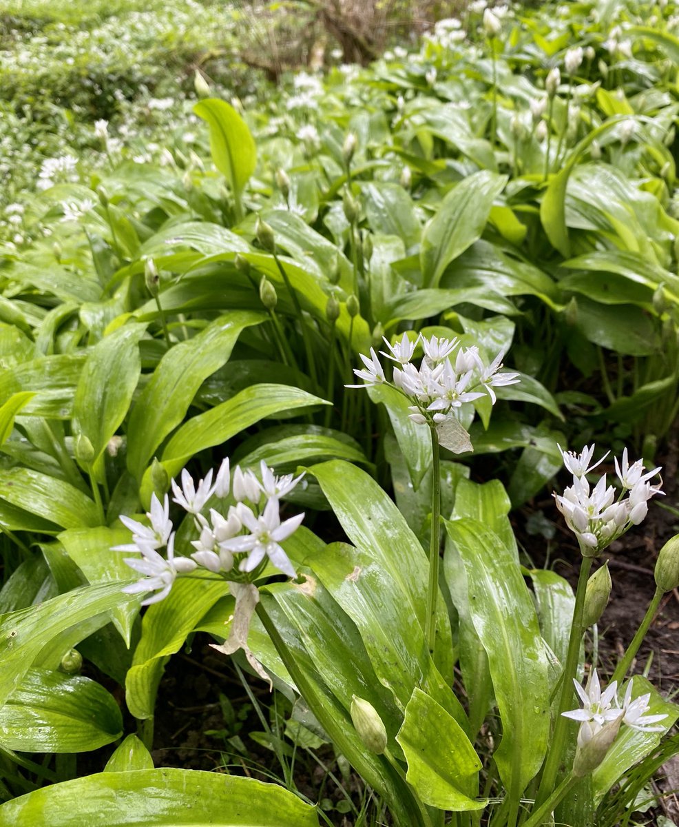 BlueskyJanh1's tweet photo. How could I forget these fragrant beauties? Ramsons - millions of them spread throughout the woods. #ParkMill #3Cliffs
#WildGarlic https://t.co/VjU6h77KRO
