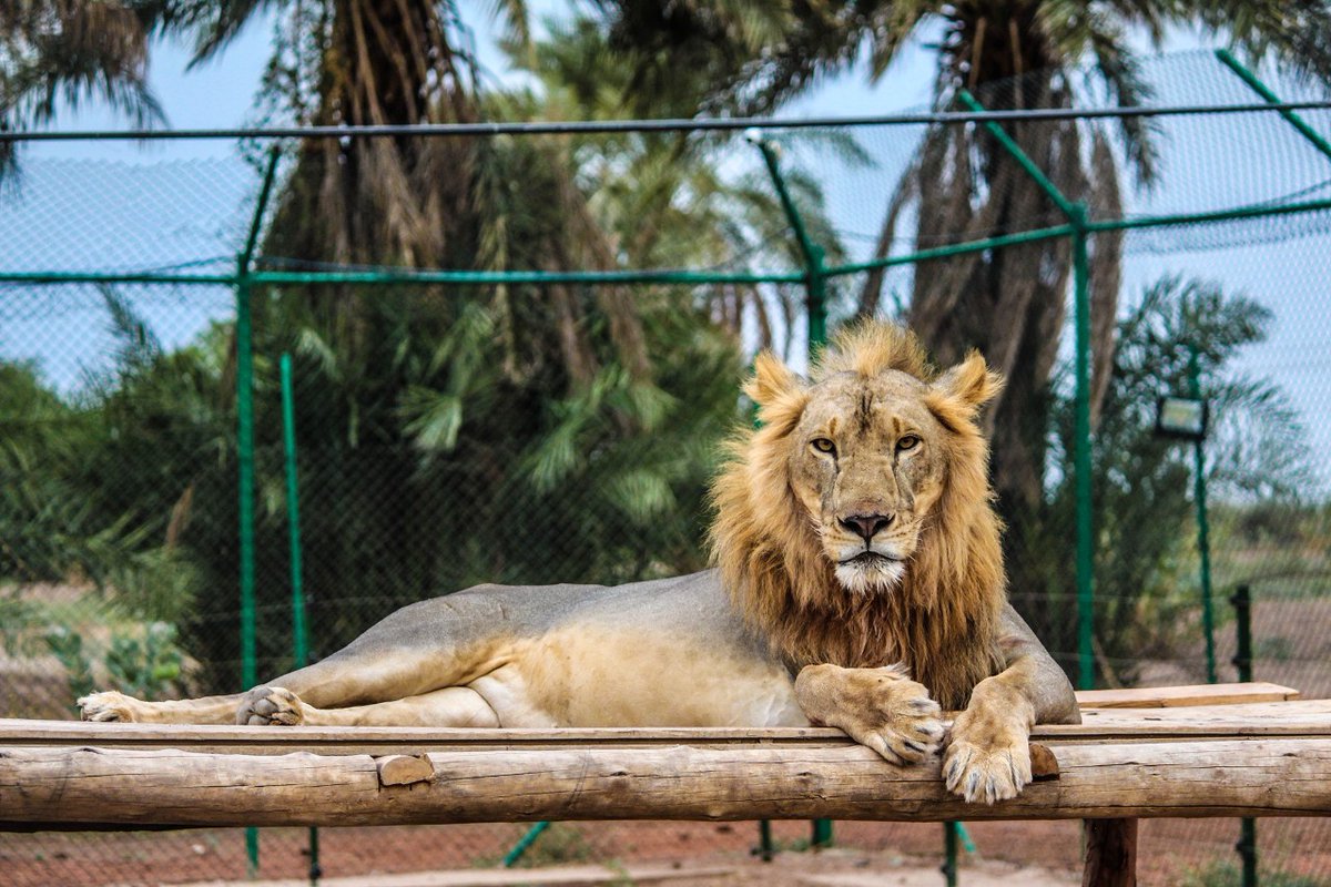 🇸🇩蘇丹內亂越演越烈 野生動物保護區獅子快沒東西吃🦁 法新社23日報導，隨著蘇丹的激烈戰鬥使該國陷入動盪，並造成數百人死亡，引發人們對一處野生動物保護區內25頭獅子和其他動物命運的擔憂。(圖：Sudan Animal Rescue臉書)