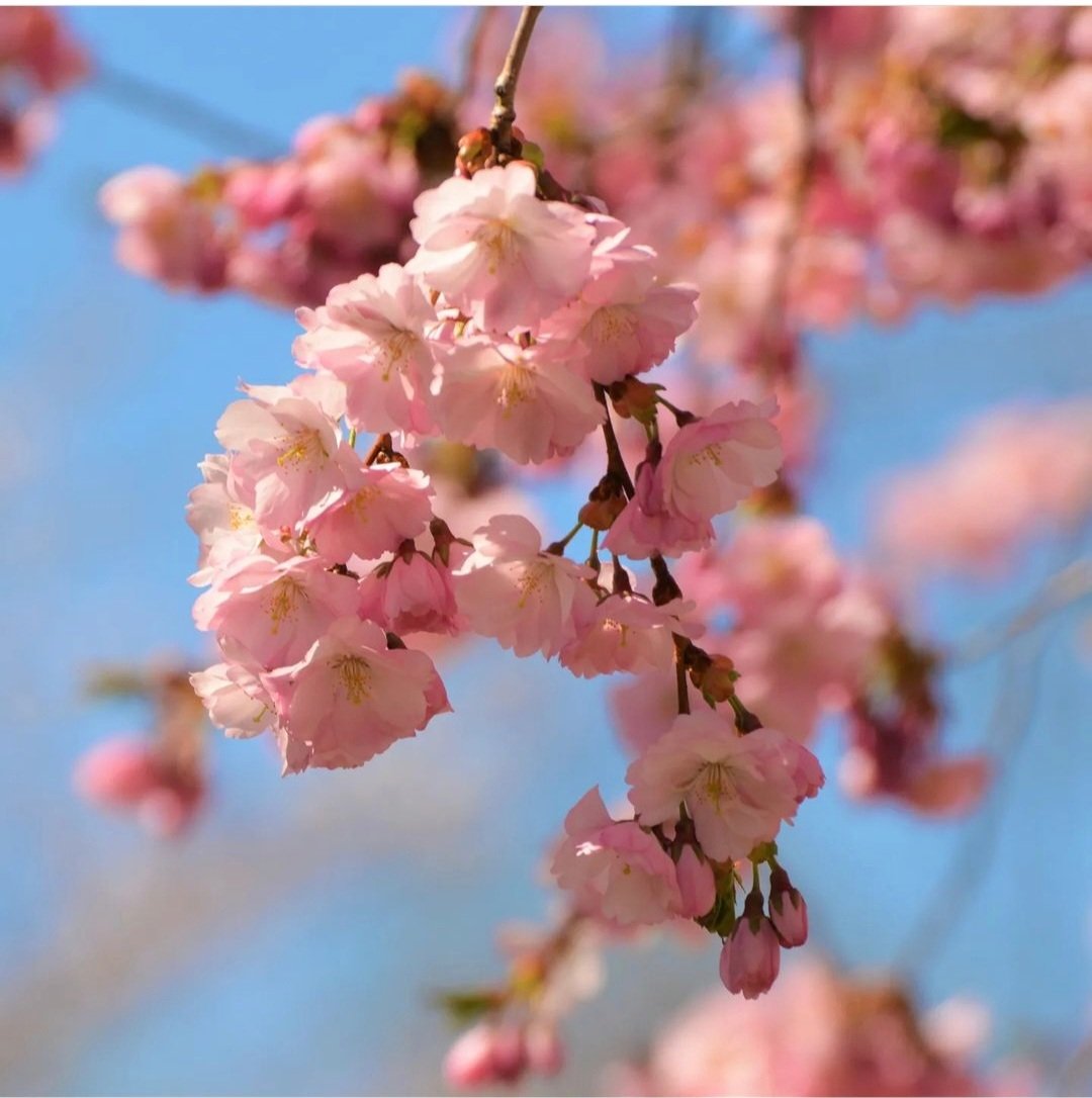 BlueBlue96yo's tweet image. Feels like summer 🌸📸