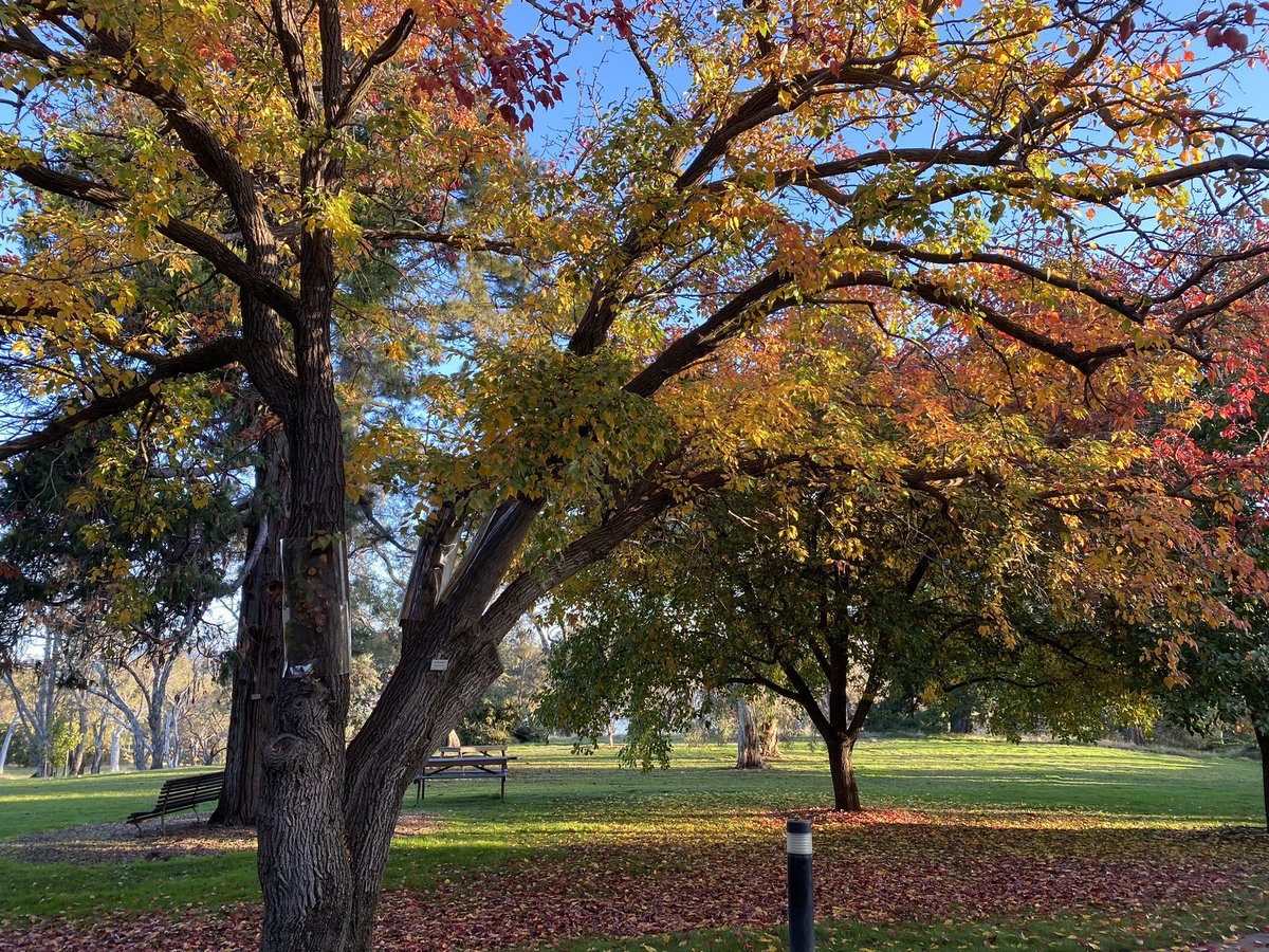 HannahRScott's tweet photo. A beautiful afternoon at @ANUCrawford 🍁 https://t.co/YDSRvYjwkW