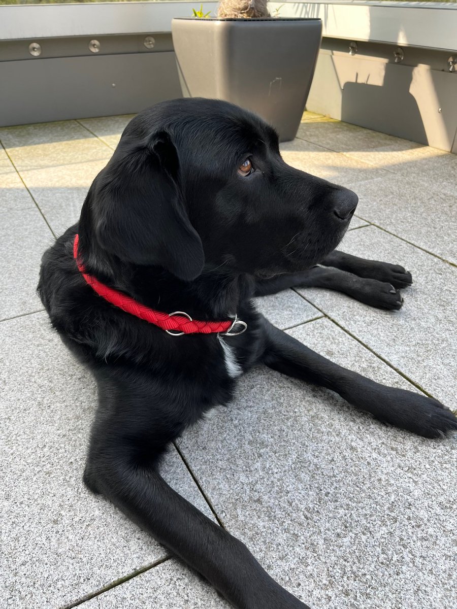 Dürfen wir vorstellen? Das ist Bruno! Er ist neu bei uns in der #VegaSystems-Familie. Ihr findet ihn bei Tobias im Büro, wenn ihr uns besucht. Wie ihr seht, hat er sich bereits sehr gut eingelebt. Wir sagen... Herzlich willkommen Bruno! 😊#Paderborn #Rechenzentrum