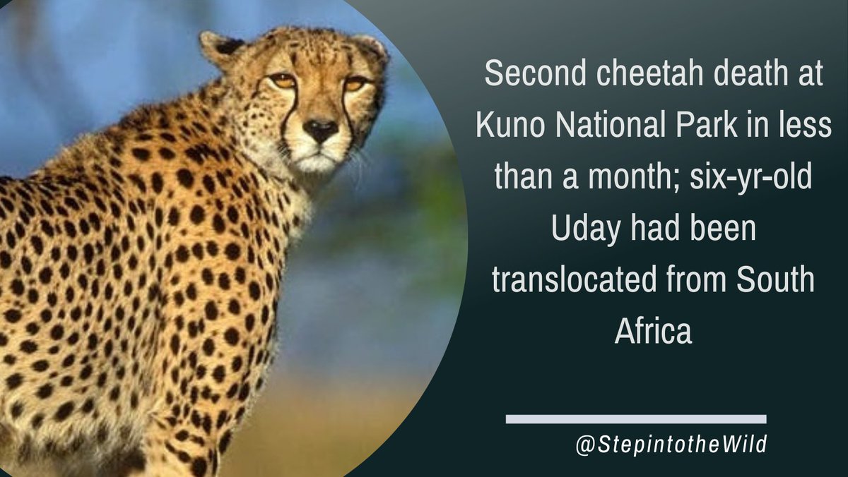 Second chettah found dead from illness in Kuno National Park 

 #cheetahdead #stepintothewild #kunonationalpark #africanchettah #sadnewsforindianwildlife #indianwildlife #indiancheetah