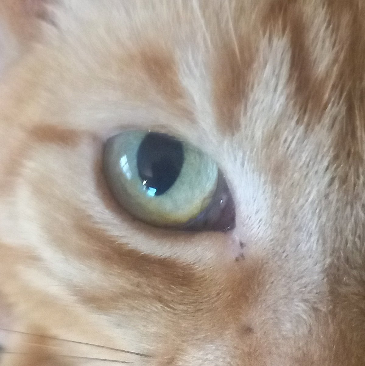 GarfieldLover79's tweet photo. @EmoKallista https://t.co/pFwZ1O3wEp