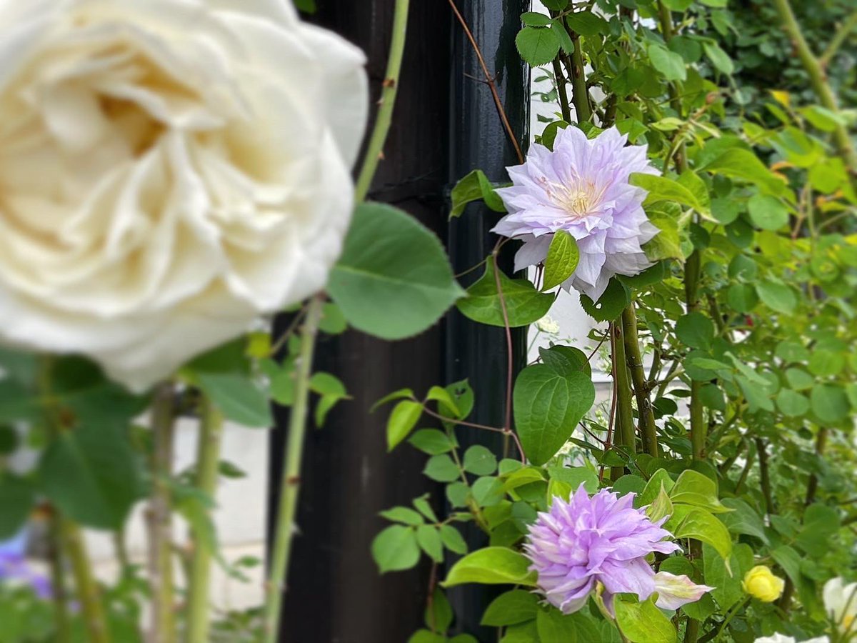 mako55truth's tweet photo. クレマチス『ベルオブウォーキング』初開花✨
👇

https://t.co/C5BcdQazUG

#ベルオブウォーキング #クレマチス #ガーデニング #マイガーデン https://t.co/kYuuWZwRr0