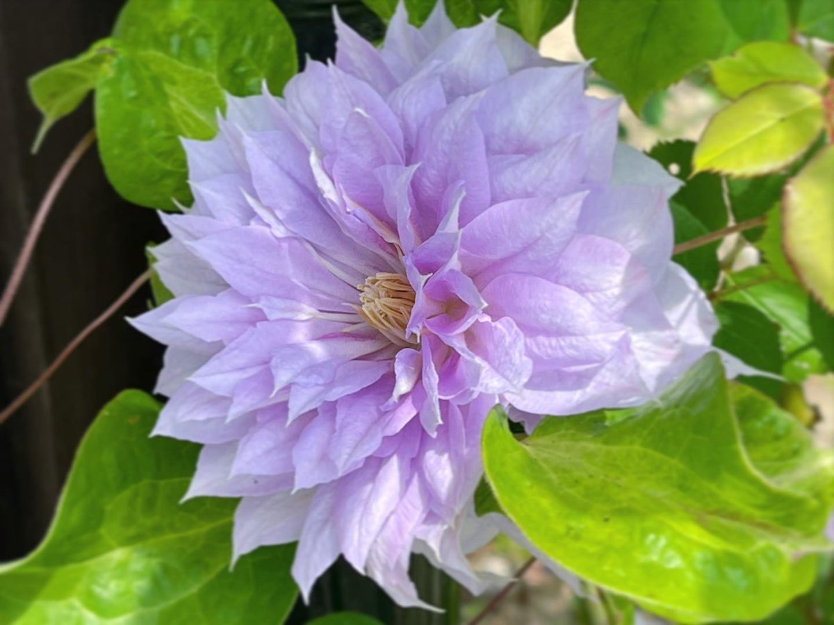 mako55truth's tweet photo. クレマチス『ベルオブウォーキング』初開花✨
👇

https://t.co/C5BcdQazUG

#ベルオブウォーキング #クレマチス #ガーデニング #マイガーデン https://t.co/kYuuWZwRr0